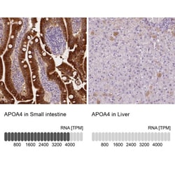 Apolipoprotein A-IV/ApoA4 Antibody, Novus Biologicals 25 &mu;L; Unlabeled:Antibodies,